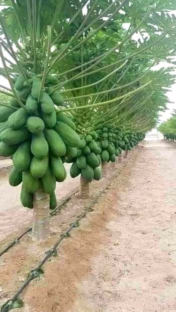 Papaya-plantation