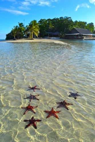 five-pointed-starfish-of-Vanuatu