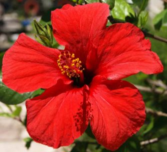 red-hibiscus Vanuatu